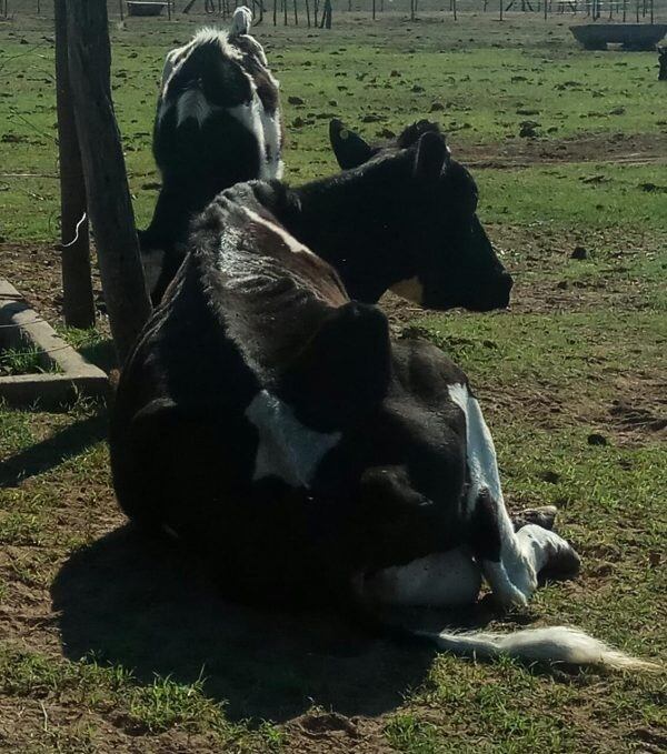 Hasta ahora han muerto dos vacas y otras están en grave estado.