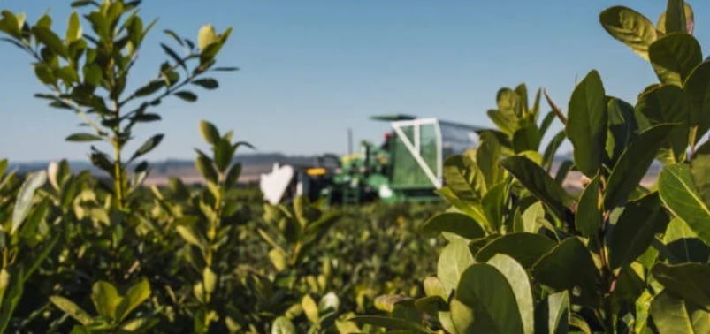 Capacitarán a alumnos de la Cooperativa sobre fertilización de yerba mate.