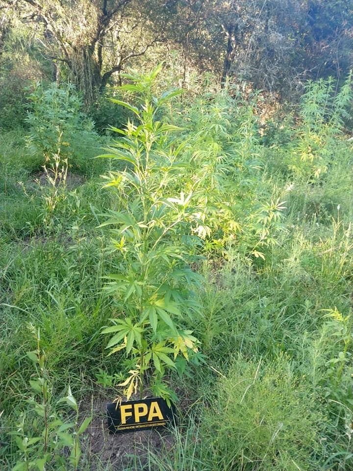 Utilizaban su campo para sembrar marihuana