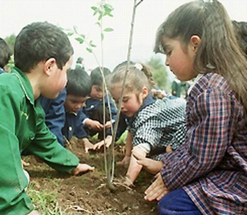 Un niño, un árbol