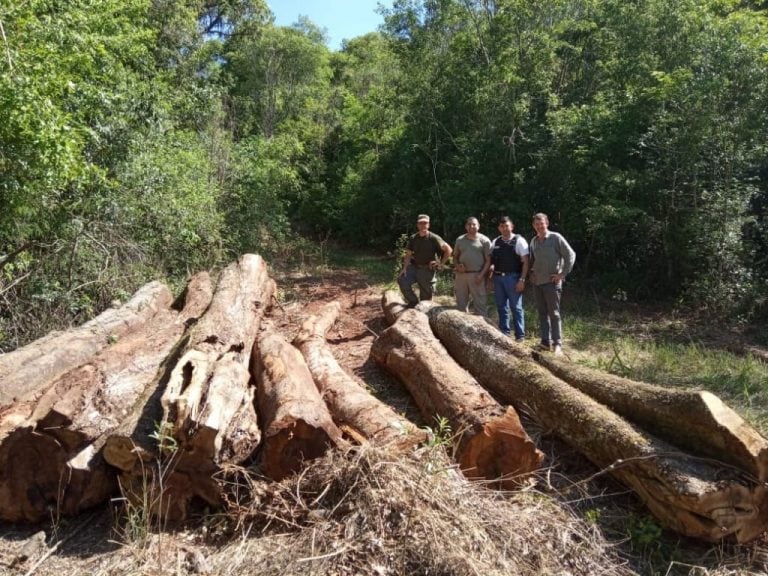 Secuestro de madera nativa en Santo Pipó.