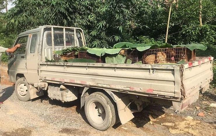 Rescataron decenas de perros que iban a ser cocinados en un festival de China (Foto: Daily Mail)