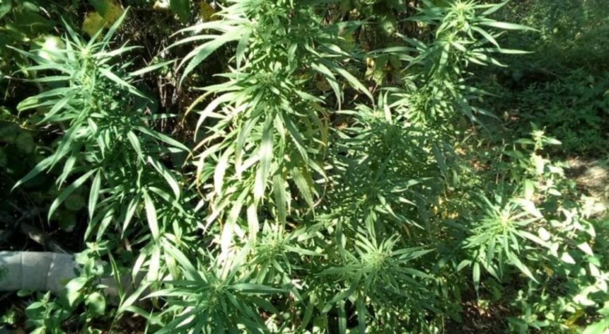 La policía detuvo a un hombre que llevaba droga en una mochila