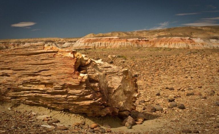 Bosque petrificado. Chubut.