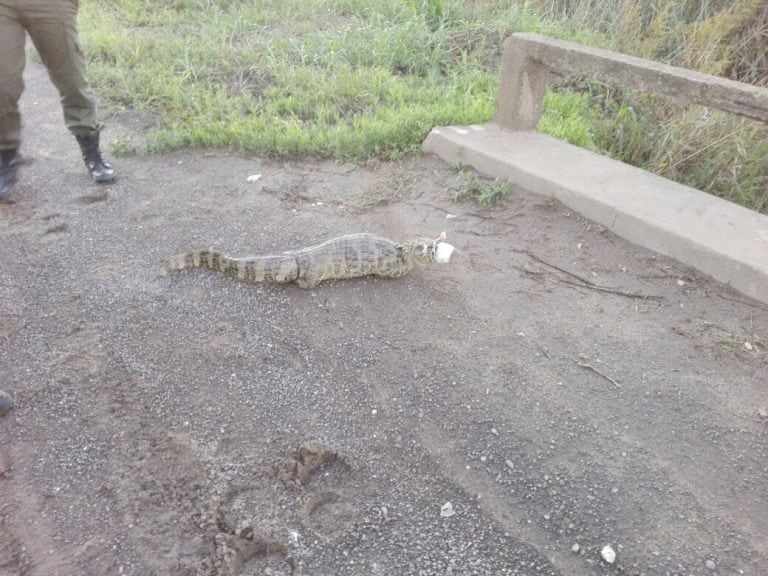 Los gendarmes rescataron el yacaré overo que se encontraba atado en sus patas y boca.