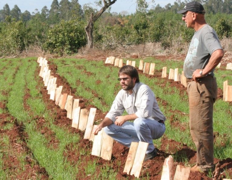 Mejora en la plantación de yerba, té y otros productos en Misiones a in de mejorar la competitividad-}.