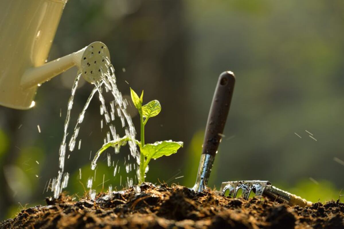 Consejos para que nuestras plantas crezcan sanas y radiantes