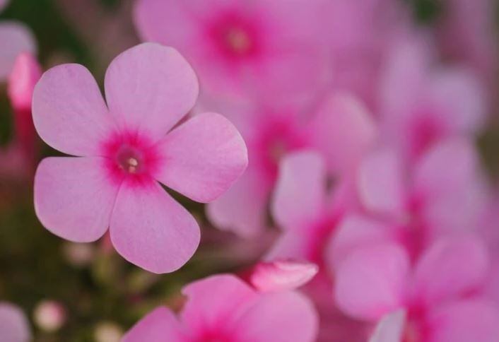 El nombre del fenómeno forma parte de un homenaje a los colores de la primavera, estación en la que ocurre el evento en los Estados Unidos.