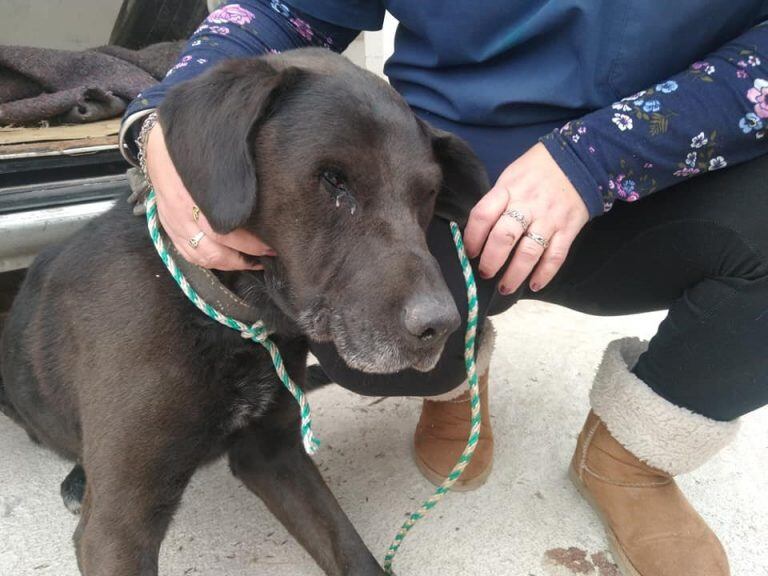 El can permanece alojado en los caniles municipales. (Foto: Facebook / Muni Mascotas VCP).