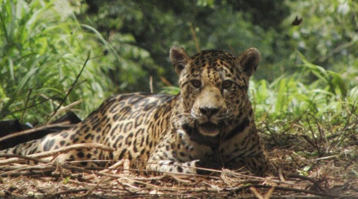 Desde Proyecto Yaguareté buscan ayudar a la conservación de biodiversidad