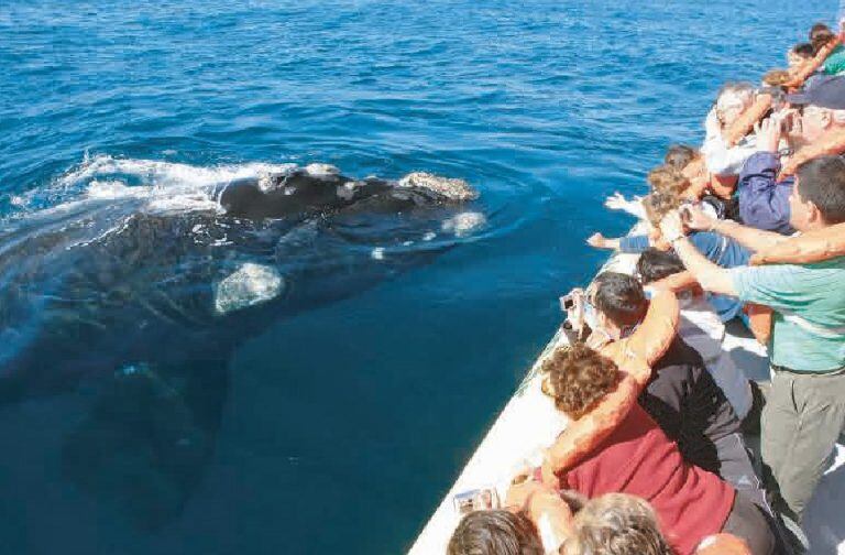 Ballena en Península Valdés (Foto: Argentina Vision).