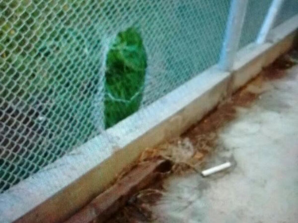Diez presos se fugaron de una comisaría ubicada a pocas cuadras del centro rosarino