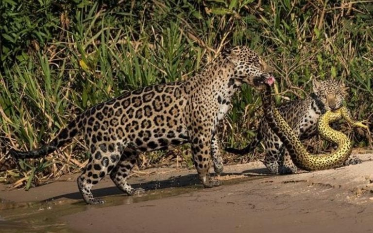 La foto de dos ratones peleando en el subte fue elegida como la mejor del año