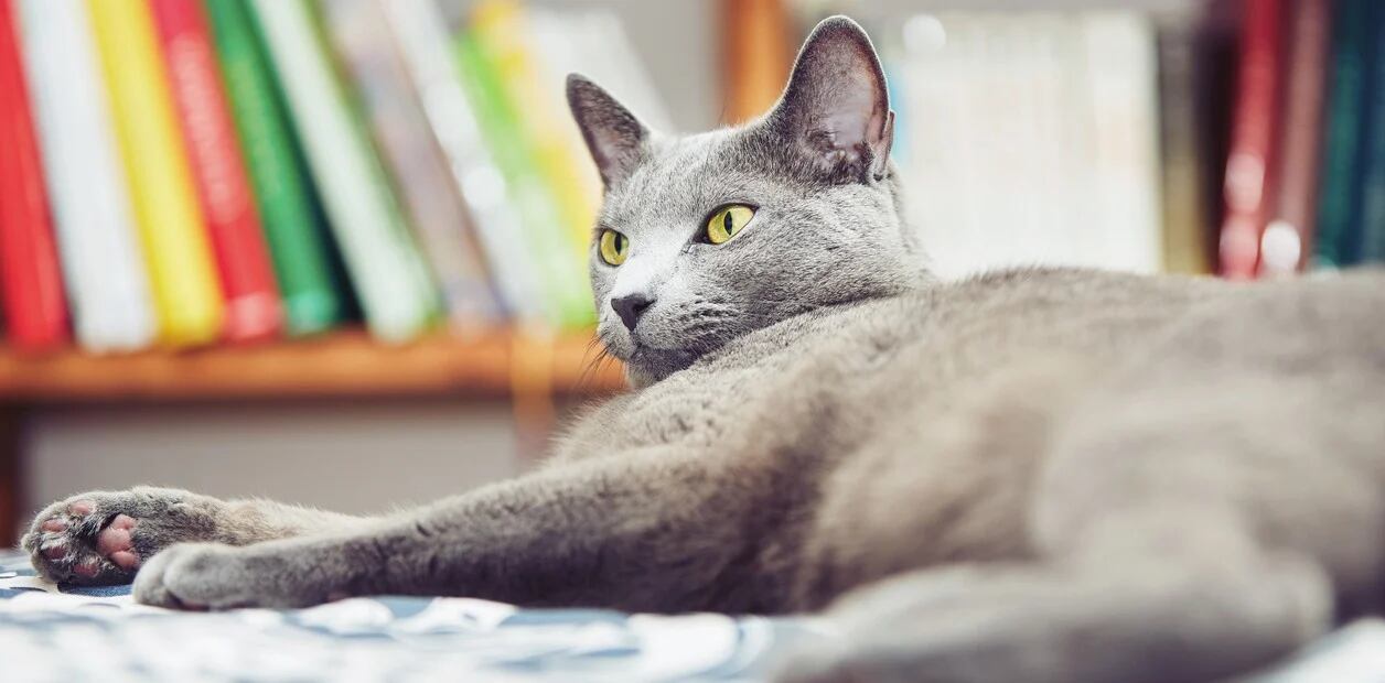 Cada 8 de agosto se celebra el día internacional del gato.