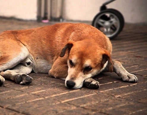 Los perros de la calle necesitan una familia.