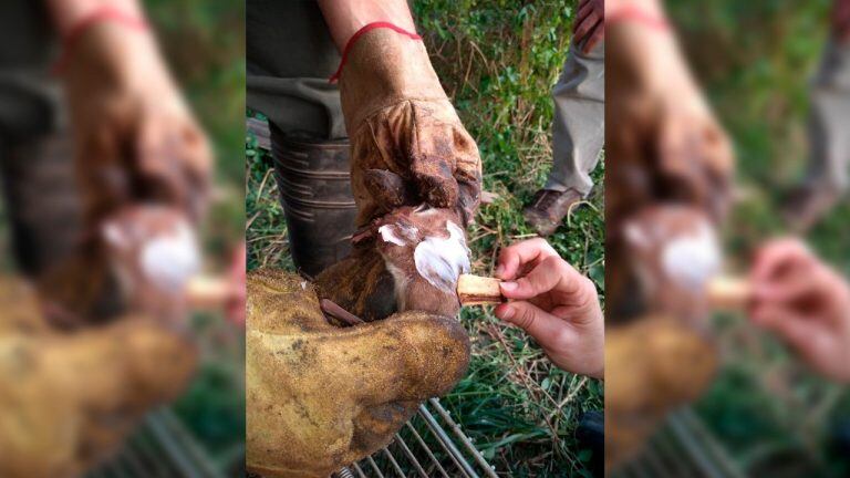 Productores ganaderos de la zona limítrofe entre Chaco y Formosa están en alerta.