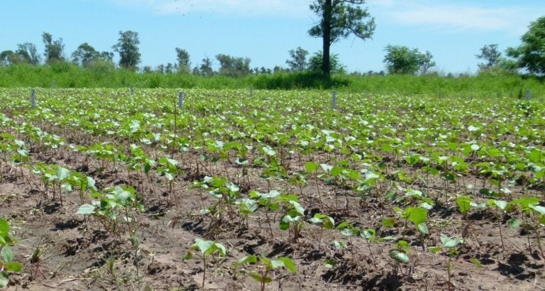 El SENASA recordó la vigencia del vacío sanitario de 90 días sin presencia del cultivo, como método de control del picudo del algodonero.