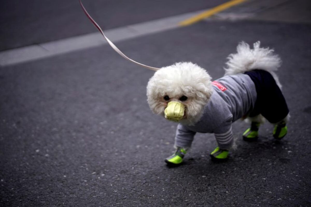 Murió el primer perro del mundo que contrajo coronavirus