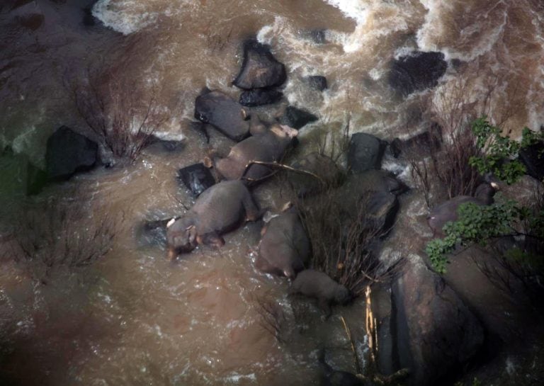 Ya son once los elefantes que murieron por caer en una cascada tailandesa.