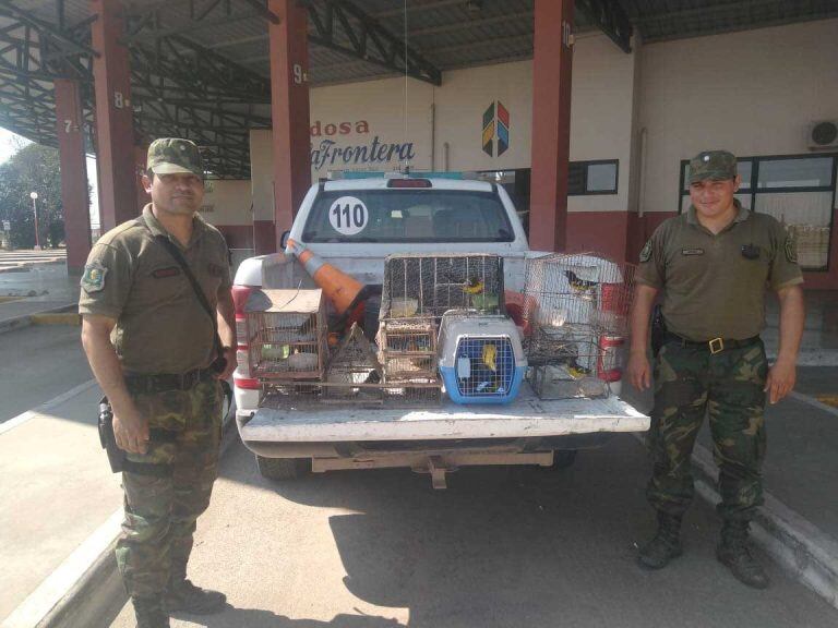 La policía de Salta secuestró un gualacate, bagres, loros y otras aves silvestres. (Policía de Salta)