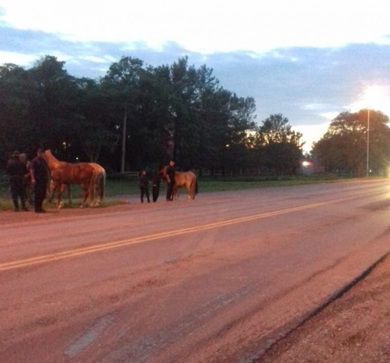 Caballos sueltos en Metán. (Prensa Policía de Salta)