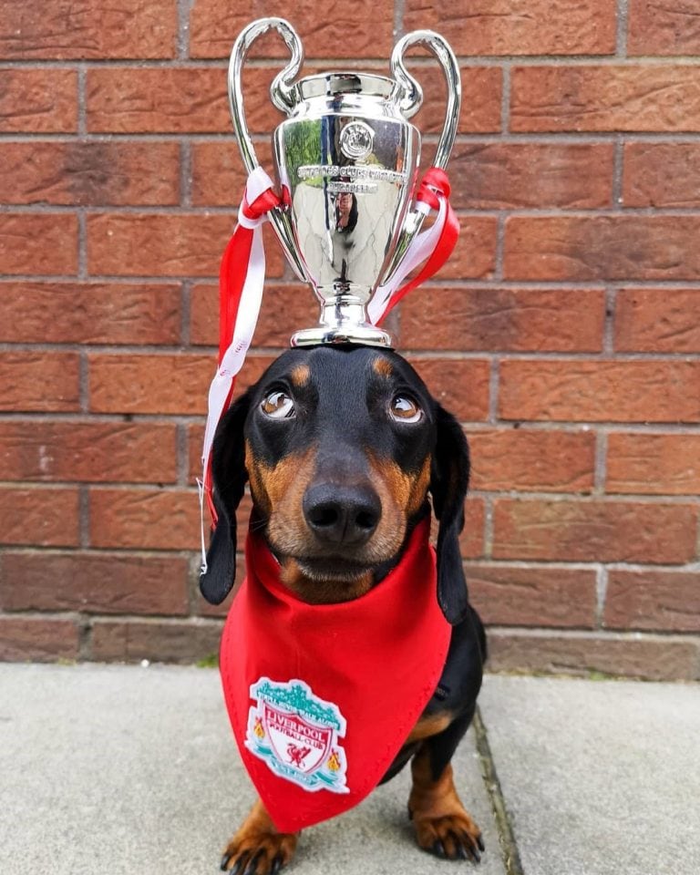 Un perro se hizo viral por hacer equilibrio con objetos sobre su cabeza