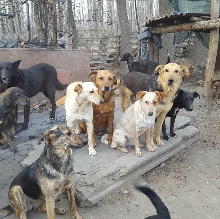 Guarderia Canina De La Isla Jordan Cipolletti.