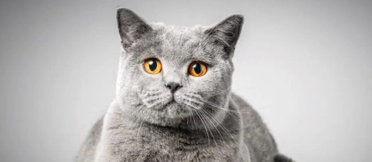 Un gato quedó atrapado en una medianera y comenzó a emitir sonidos muy curiosos