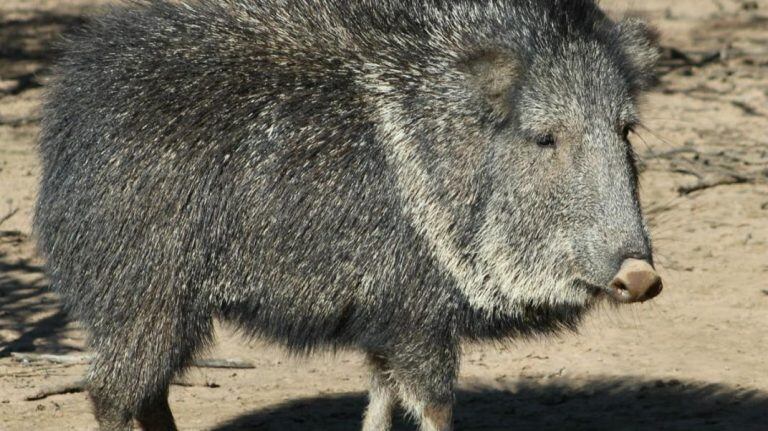 El pecarí, uno de las cinco especies en "peligro crítico" de extinción. (Foto: web).