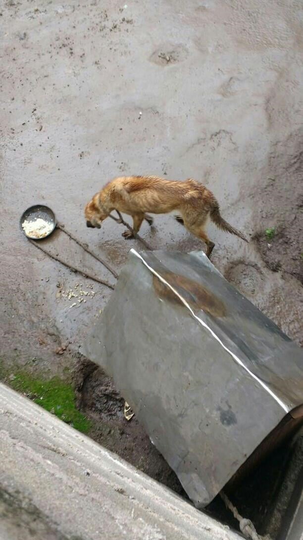 Sari, la perrita maltratada y que fue rescatada por Patitas de Perro y está en adopción para buscarle un hogar. (Patitas de Perro)