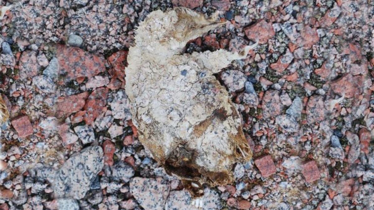 Antártida: el derretimiento de glaciares dejó al descubierto un misterioso cementerio de pingüinos