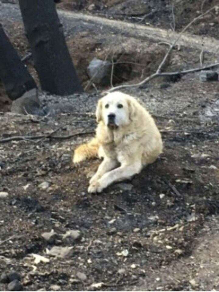 Madison custodió la casa incendiada (Web)