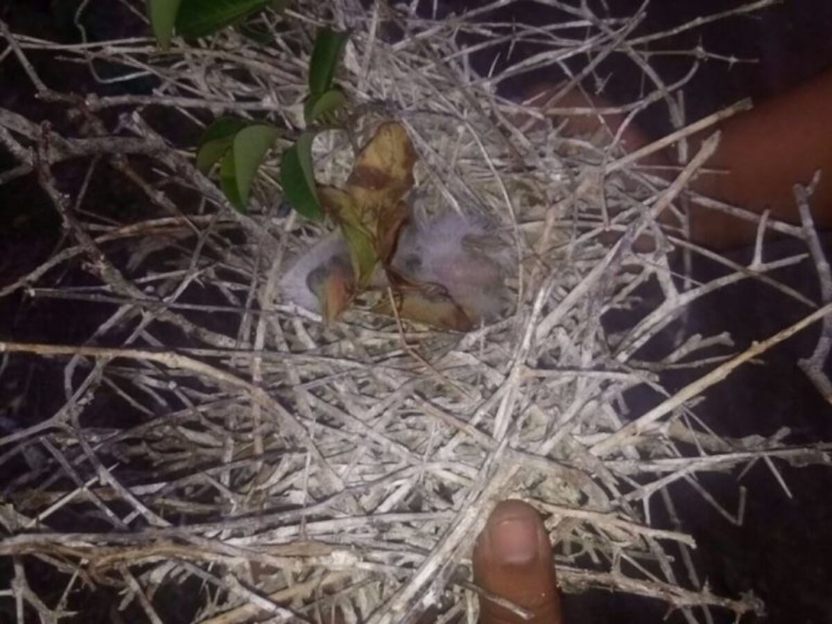 Sancionarán a un hombre por dañar árboles y matar aves autóctonas