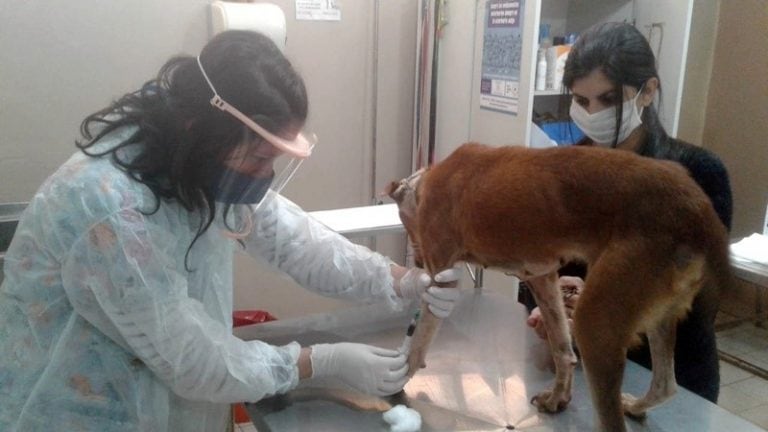 Atención de mascotas en el IMuSA de Posadas. (Mun. de Posadas)