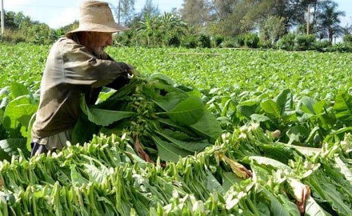 El acopio de tabaco en Misiones finalizó con más de 30 millones de kilos esta temporada. Imagen ilustrativa.