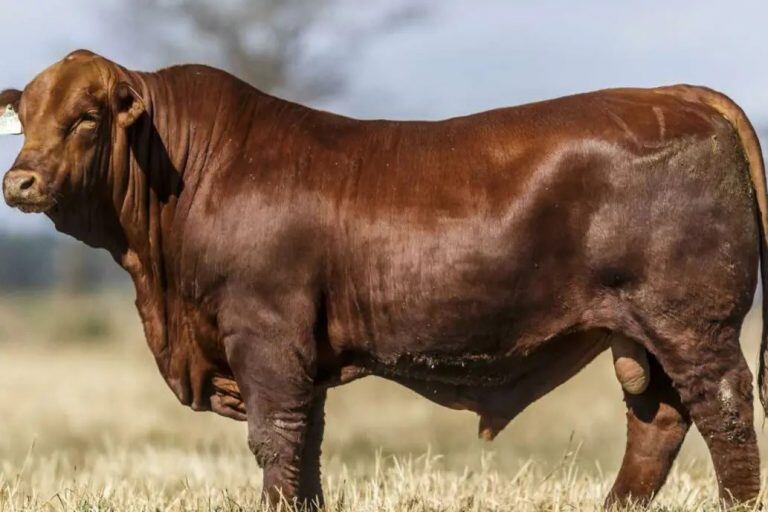 Fuego, el toro modificado genéticamente (Foto: Gentileza Proinvesa - D\u002E Sempé)