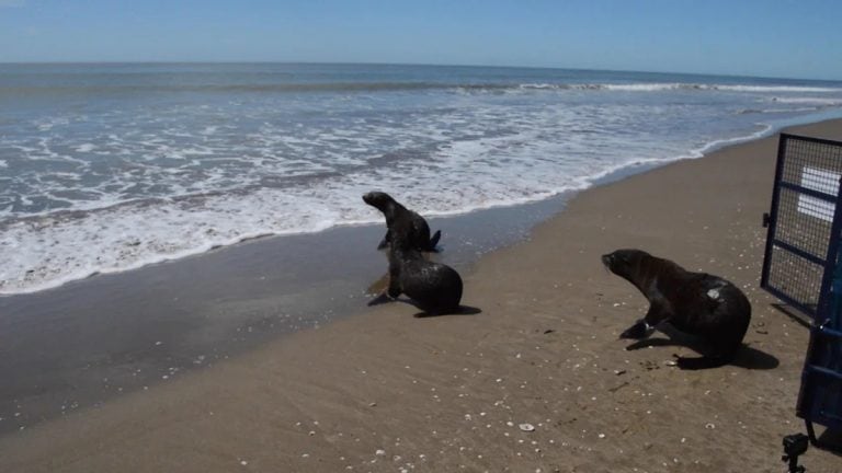 Volvió al mar el lobo marino rescatado en Quilmes (Foto: Mundo Marino)