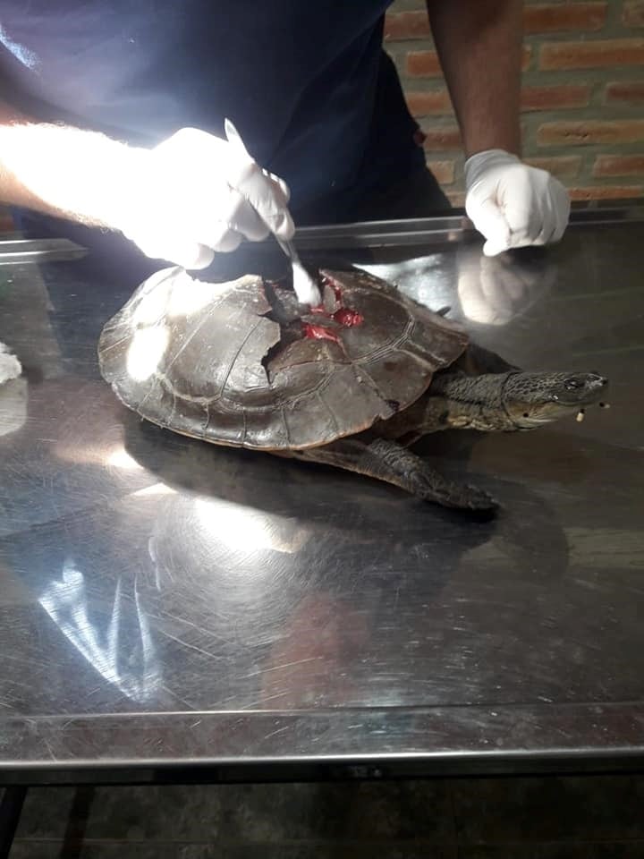 Imágenes que pueden herir la susceptibilidad del lector. Alta Gracia: hallaron una tortuga herida a causa de un grave maltrato en