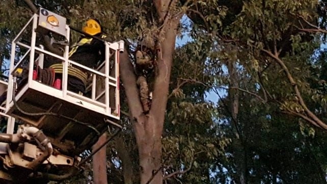 Rescate de paracaidista con hidroelevador.