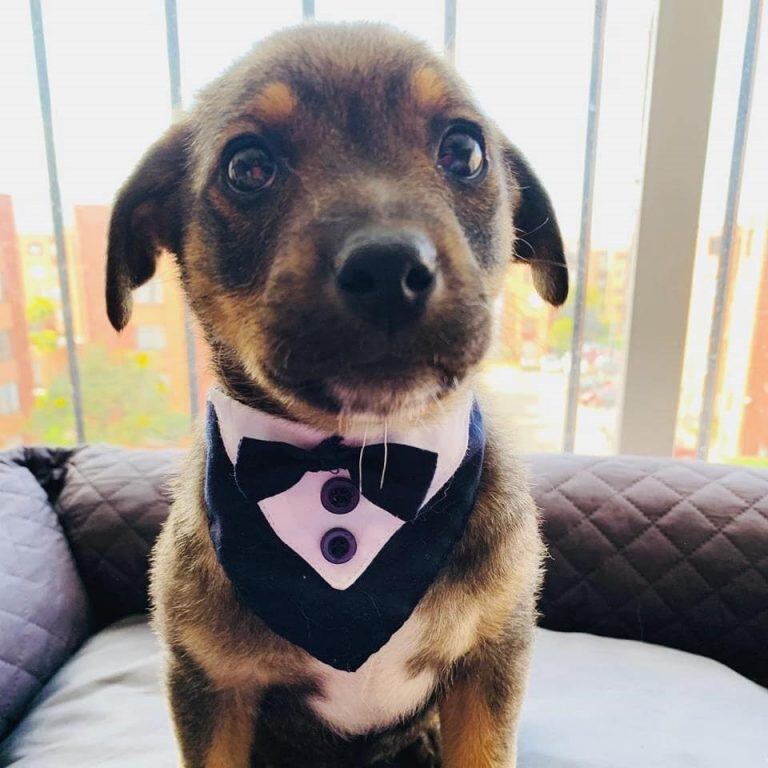 Vicente, el elegante perrito en adopción al que dejaron "plantado"