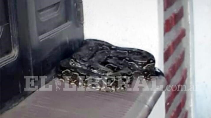 La serpiente dormía en una ventana (Foto: El Liberal)