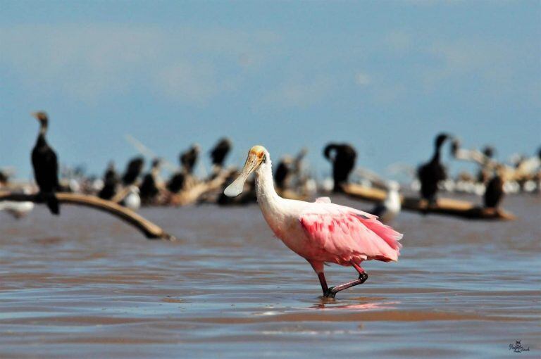 La región de Ansenuza cuenta con una riqueza natural única