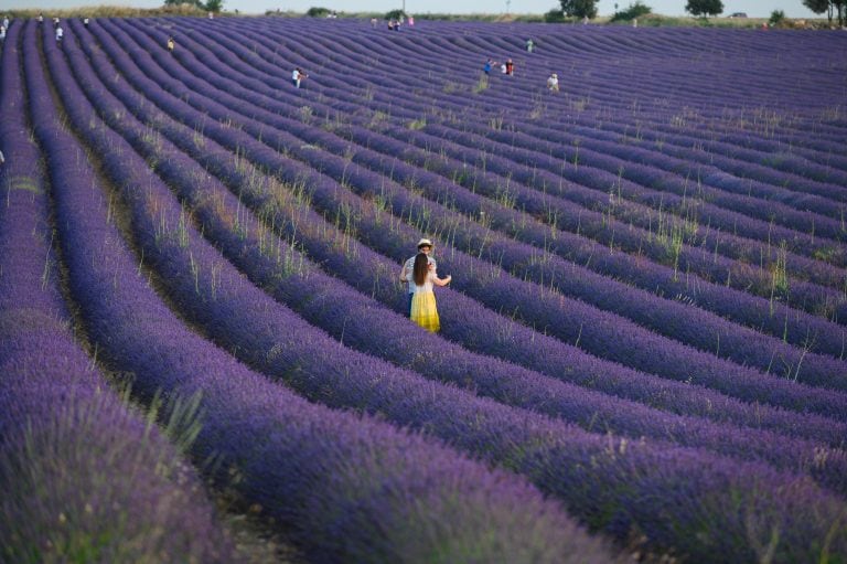 Una plantación de lavanda en Guadalajara, México.