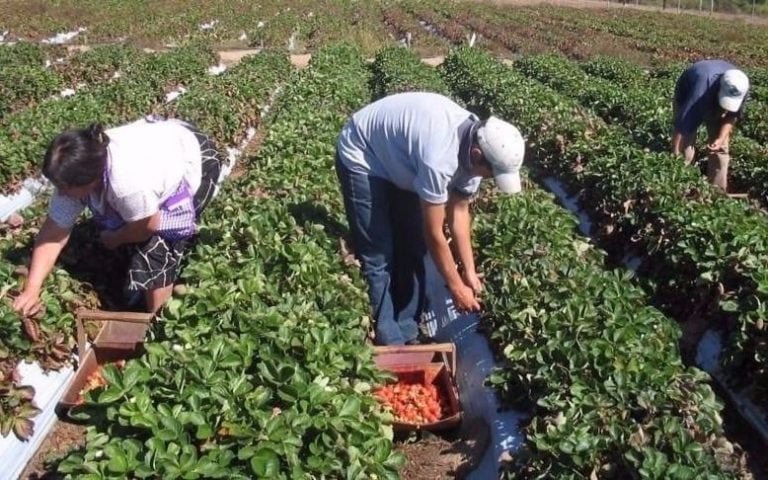 Científicos platenses lograron quitar la contaminación del agua de las napas