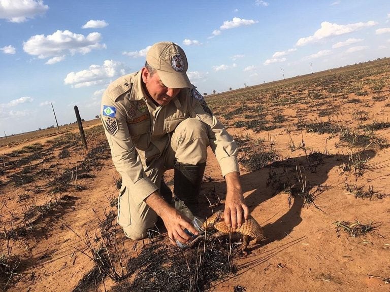 Fotografía cedida por el departamento de Bomberos de Mato Grosso que muestra al sargento Ribas mientras da agua a un armadillo en una zona afectada por incendios, en proximidades de la ciudad de Mutum en el estado de Mato Grosso (Brasil). EFE/BOMBEROS MATO GROSSO