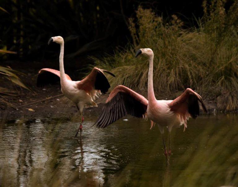 Flamencos en el Bioparque La Máxima. (Facebook Bioparque La Máxima)