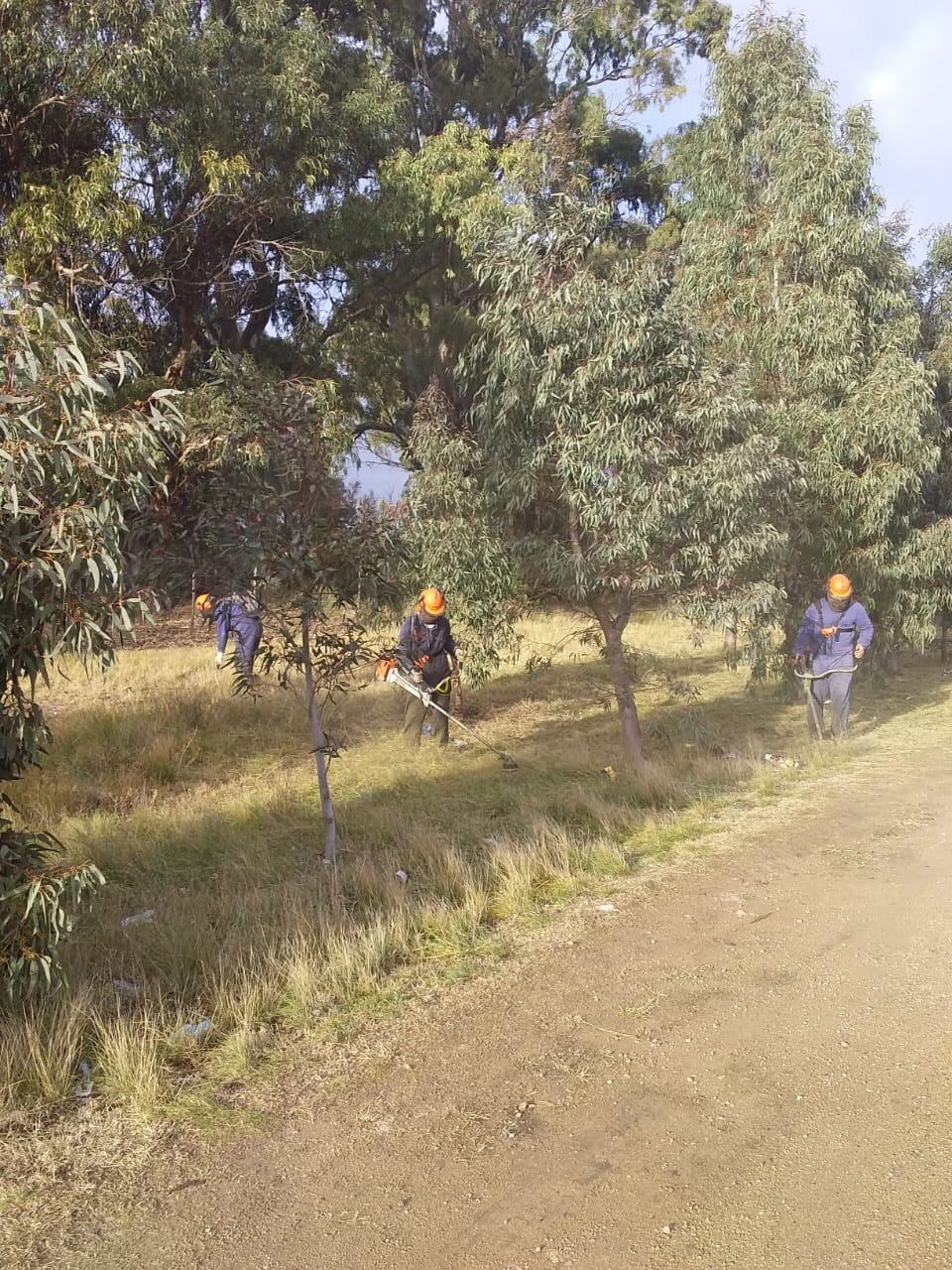 Donación de árboles y trabajos en espacios verdes