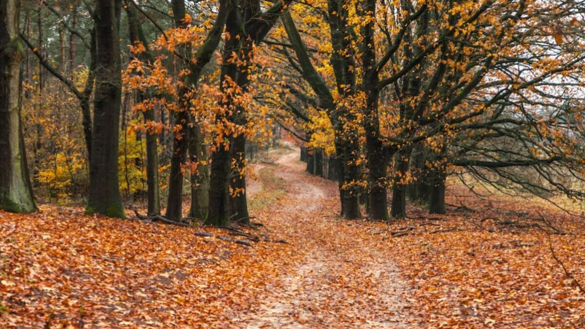 Equinoccio de otoño: ¿cómo es el ritual del equilibrio?