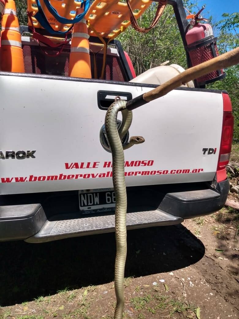 La culebra ya rescatada por efectivos del Cuerpo de Bomberos Voluntarios de Valle Hermoso.