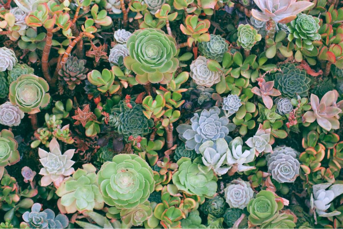 Cuáles son las mejores suculentas con flores para traer alegría al hogar